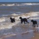 2012-07-29 RRS Holland Hundestrand_087