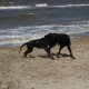 2012-07-29 RRS Holland Hundestrand_141