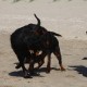 2012-07-29 RRS Holland Hundestrand_221