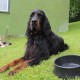 RRS_Fotogalerien_2014-06-19_Hunderennen014