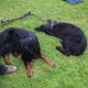 RRS_Fotogalerien_2014-06-19_Hunderennen070