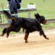 RRS_Fotogalerien_2014-06-19_Hunderennen076