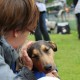 RRS_Fotogalerien_2014-06-19_Hunderennen098