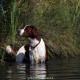 RRS_Fotogalerien_2015-07-26_Seehund-Abzeichen021