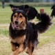 RRS_Fotogalerien_2016-06-12_Hundestunde009